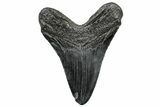 Heavy, Fossil Megalodon Tooth - South Carolina #301783-2